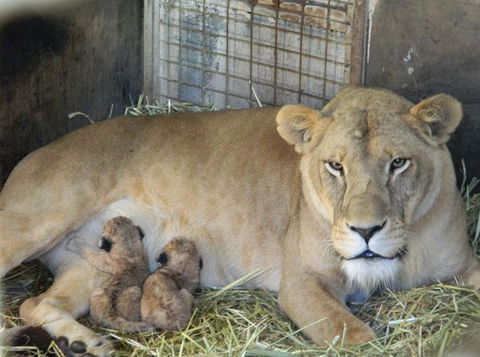 Darling Downs Zoo - VIC Tourism 2