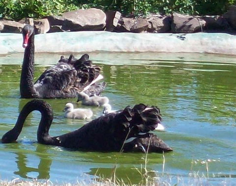 Darling Downs Zoo - VIC Tourism 3