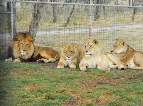 Darling Downs Zoo - VIC Tourism 4