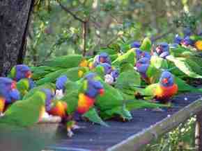 Gorge Wildlife Park - VIC Tourism 4
