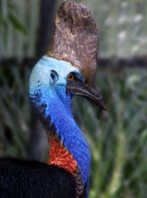 Currumbin Wildlife Sanctuary - VIC Tourism 8