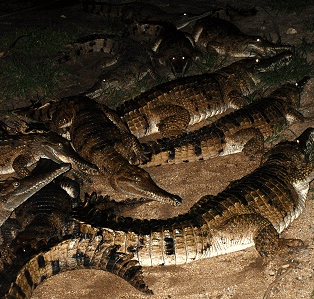 Cairns Night Zoo - VIC Tourism 3