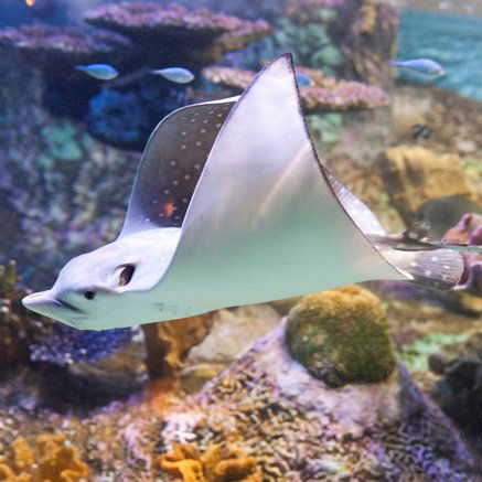 Melbourne Aquarium - VIC Tourism 4