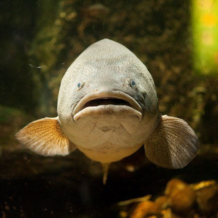 Melbourne Aquarium - VIC Tourism 5
