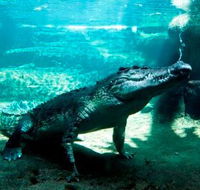 WILD LIFE Sydney Zoo - VIC Tourism