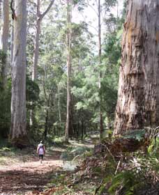 Warren River Loop Walk - VIC Tourism 0
