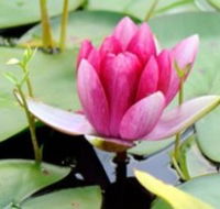 The Lotus Day Spa and Retreat - VIC Tourism