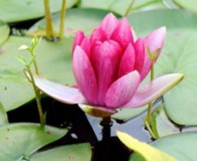 The Lotus Day Spa And Retreat - VIC Tourism 0