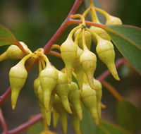 Mount Short Scenic Drive - VIC Tourism