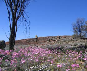 Talgomine Reserve - VIC Tourism 0