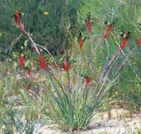 Kalbarri Wildflower Centre - VIC Tourism
