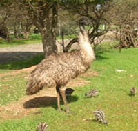 Minlaton Fauna Park - VIC Tourism