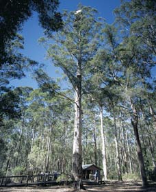 Manjimup WA VIC Tourism