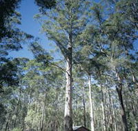 Diamond Tree Lookout Manjimup - VIC Tourism