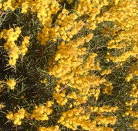 Dalwallinu Remnant Bushland - VIC Tourism
