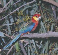 King River - VIC Tourism