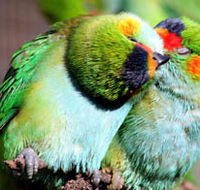 Rainbow Jungle - The Australian Parrot Breeding Centre - VIC Tourism