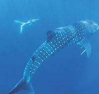 Ningaloo Marine Park - VIC Tourism