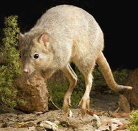 Kanyana Wildlife - VIC Tourism