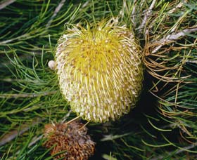 Gidgegannup WA VIC Tourism