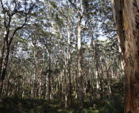 Boranup Karri Forest - VIC Tourism 0