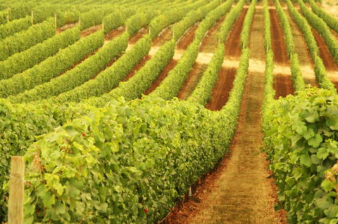 MadFish Wines Margaret River - VIC Tourism 0