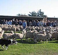 Curringa Farm - Accommodation and Farm Tours - VIC Tourism