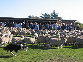 Curringa Farm - Accommodation And Farm Tours - VIC Tourism 0