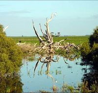 Bool Lagoon Game Reserve and Hacks Lagoon Conservation Park - VIC Tourism