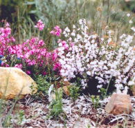 Stokes Bay Bush Garden - VIC Tourism