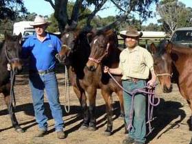 Coffin Bay Brumby Preservation Society Incorporated - VIC Tourism 0