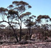 Clements Gap Conservation Park - VIC Tourism
