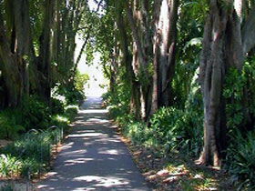 Adelaide Botanic Garden - VIC Tourism 0
