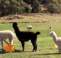 Maydena Country Cabins Accommodation  Alpaca Stud - VIC Tourism