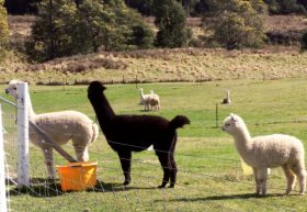 Maydena Country Cabins Accommodation & Alpaca Stud - VIC Tourism 0