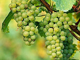 TP Vineyards - VIC Tourism 0