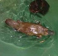 Platypus House - VIC Tourism