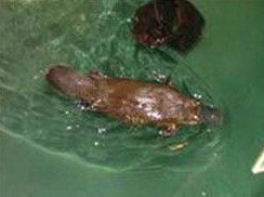 Platypus House - VIC Tourism 0