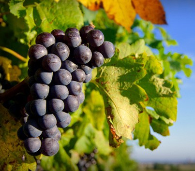 Cradoc TAS VIC Tourism