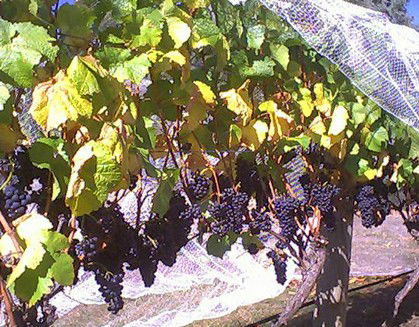 Palmara Vineyard - VIC Tourism 0