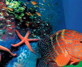 Indo Pacific Marine - VIC Tourism 0