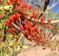 Olive Pink Botanic Garden - VIC Tourism
