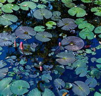 Pine Creek Water Gardens - VIC Tourism