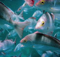 Palm Beach Reef Dive Site - VIC Tourism