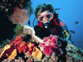 Nine Mile Reef Dive Site - VIC Tourism 0