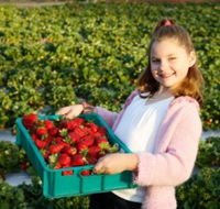 Strawberry Fields - VIC Tourism