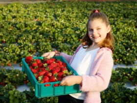 Strawberry Fields - VIC Tourism 0