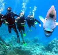 Jew Shoal Dive Site - VIC Tourism