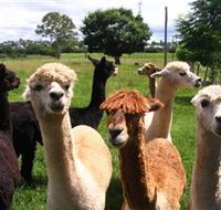 Banyandah Alpacas - VIC Tourism