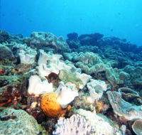 Mudjimba Old Woman Island Dive Site - VIC Tourism
